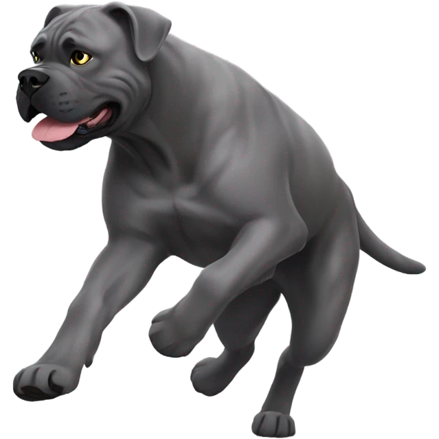Grey Cane Corso chasing a cat. emoji