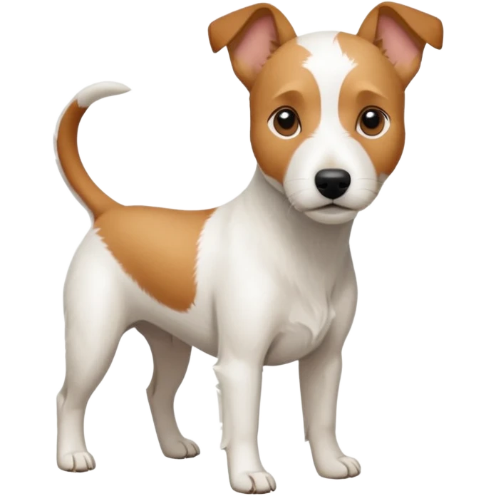 a full body slightly chubby white parson russell terrier looking dog the size of a kelpie with light brown long ears and a light brown patch on one eye and a large snout. the rest of the dog is completely whiteforward facing emoji