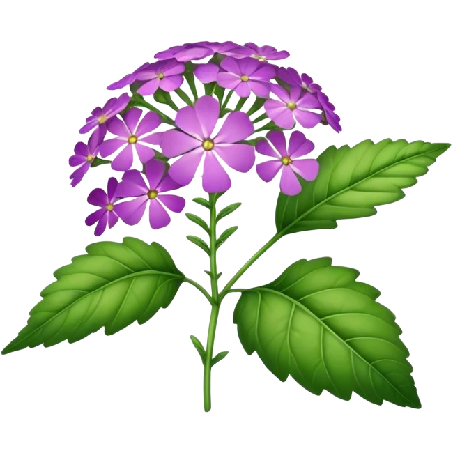 big single verbena flower, leaf emoji
