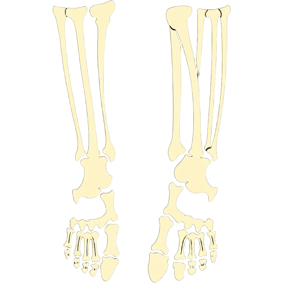 skeleton foot with visible bones, anatomical bone structure of human foot emoji