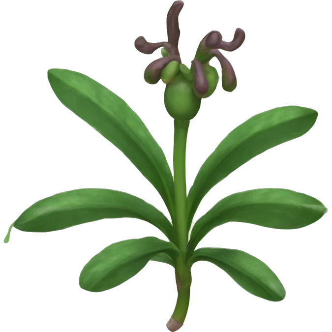 Curculigo scorzonerifolia	Gorgojo emoji
