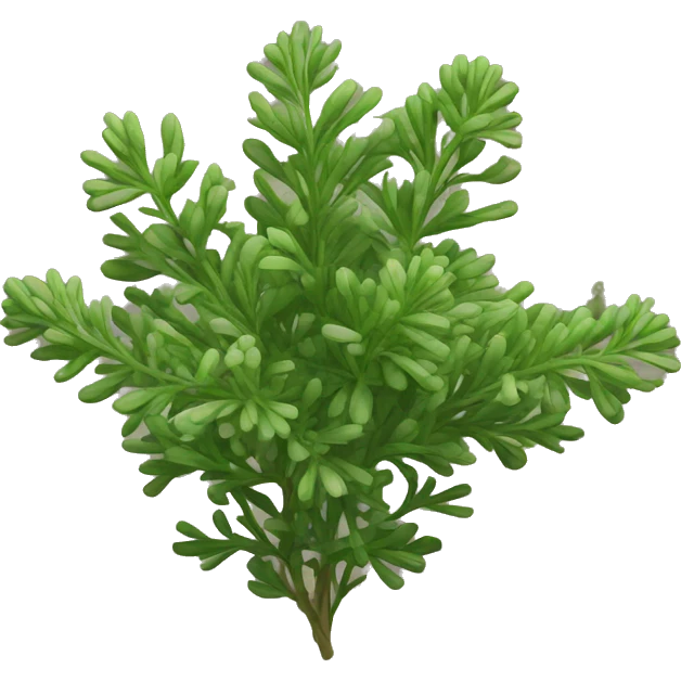 thyme emoji