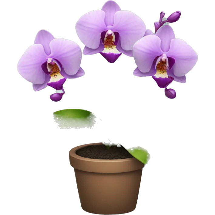 Orchid plant  emoji