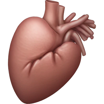 Liver anatomy two lobes emoji
