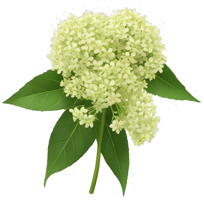 elderflower emoji
