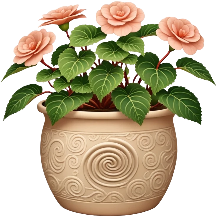 Begonia Rex in a beige pot with spiral pattern leaves emoji