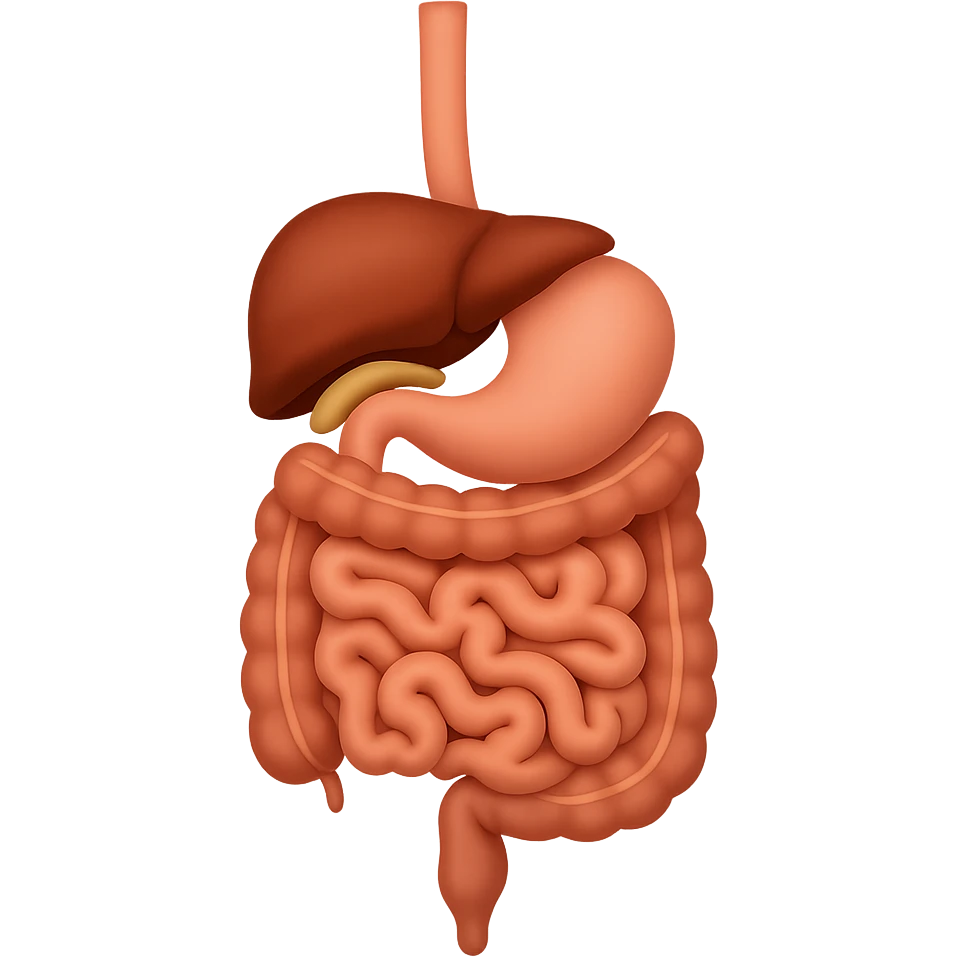 Create an emoji of the human digestive organs including esophagus, stomach, intestines, liver, and pancreas. The style should resemble Apple emoji style with a transparent background, matching the reference image. emoji