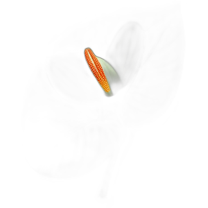 anthurium regale emoji