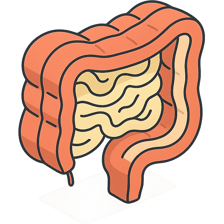 cross-section of intestine, 2D isometric style, minimalist background, soft shadows and highlights, transparent background emoji