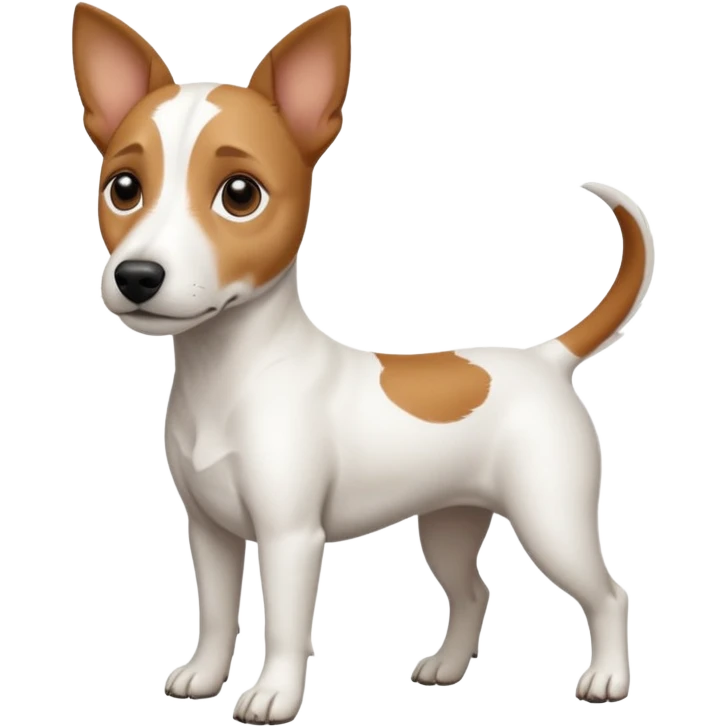 a full body white jack russel looking dog the size of a kelpie with light brown ears and a light brown patch on one eye, flopped down ears and a large snout emoji