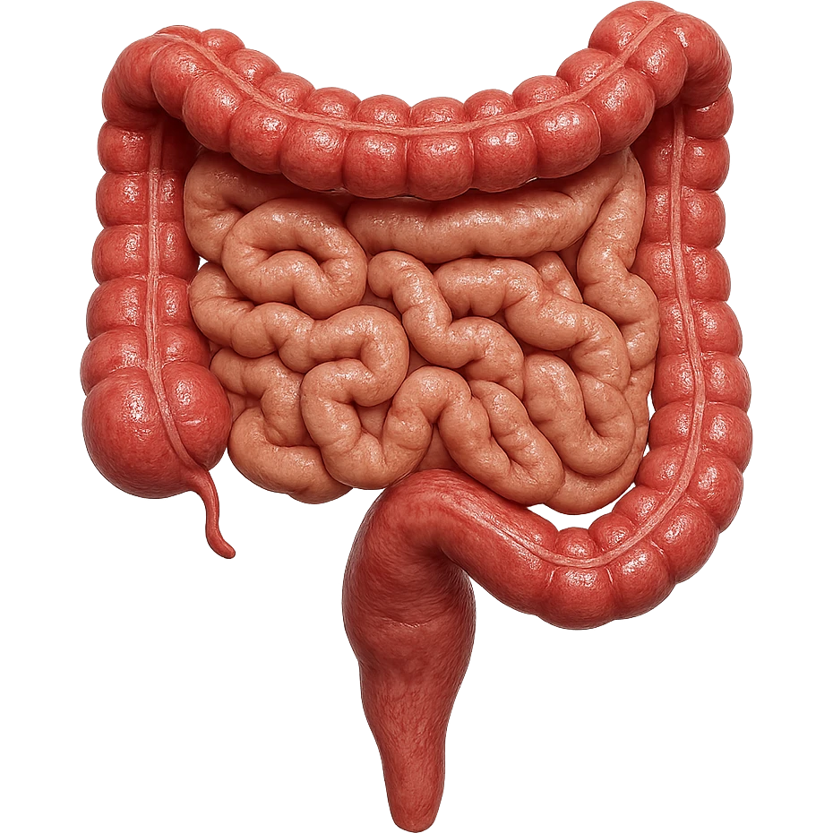 intestino umano anatomico, iperrealistico 4k emoji