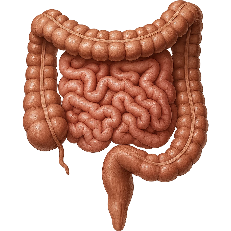 INTESTINO UMANO ANATOMICO REALISTICO emoji