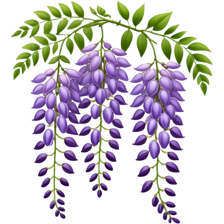 Elegant wisteria flower with cascading purple racemes hanging down and small green leaves emoji