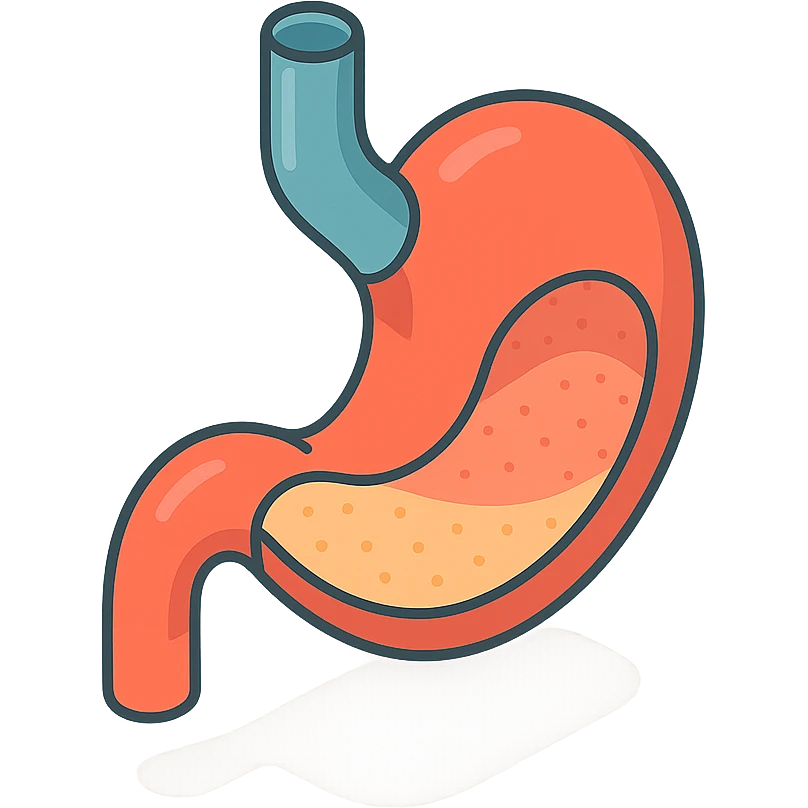 stomach, 2D isometric style, minimalist background, soft shadows and highlights, transparent background, cross-section view emoji
