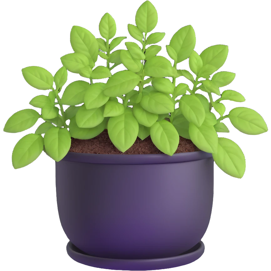 Small sprouts of Plectranthus Verticillatus with extremely round perfect circle leaves growing in a shiny metallic pot emoji