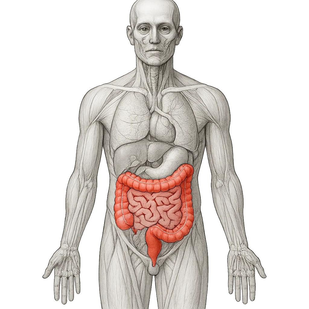 anatomical illustration of human body with intestine highlighted in red, white background emoji