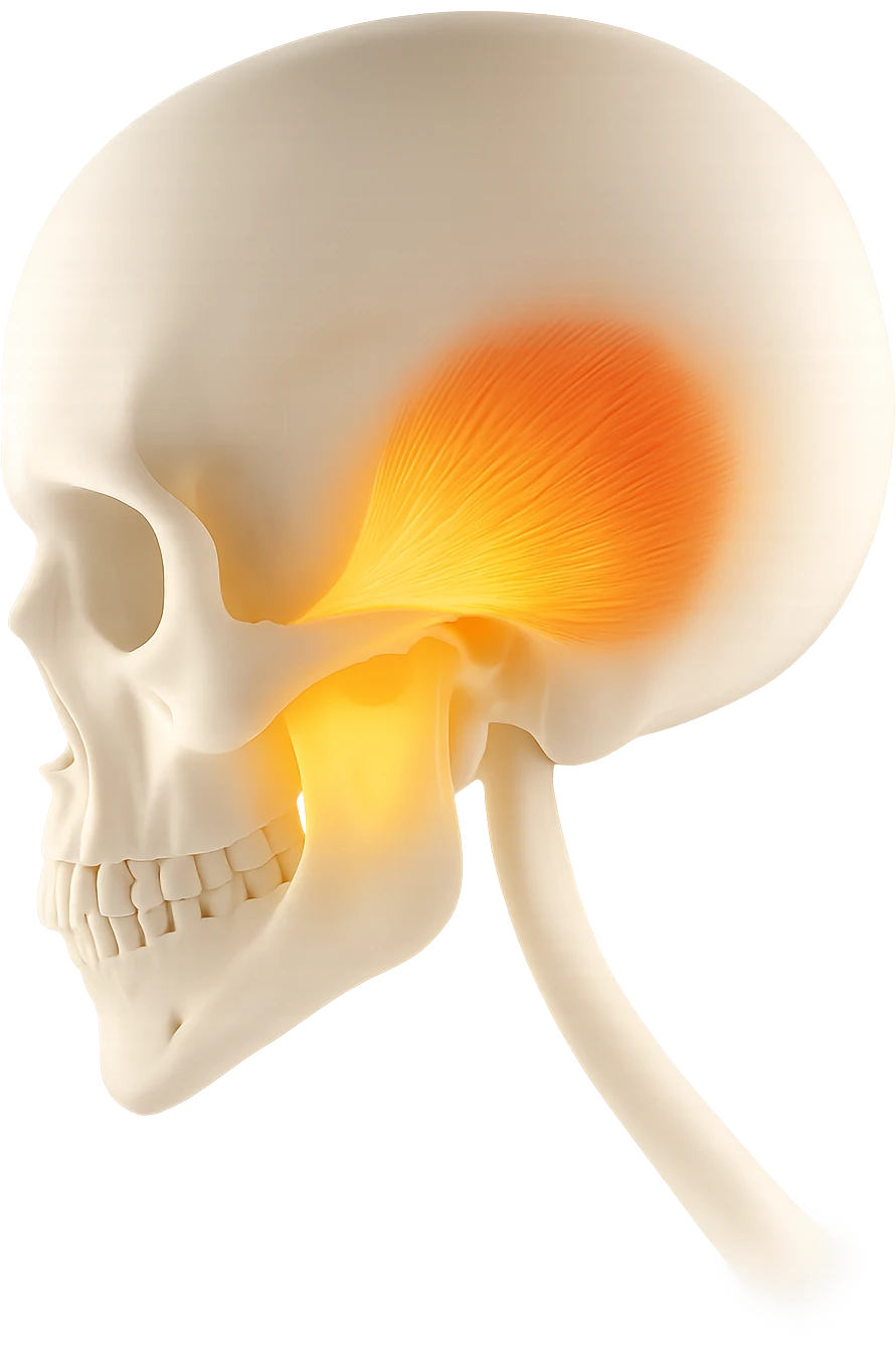 focus su muscolo temporale illuminato emoji