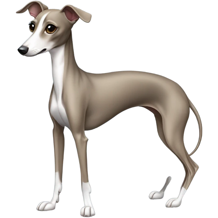 Italian greyhound evening gown  emoji
