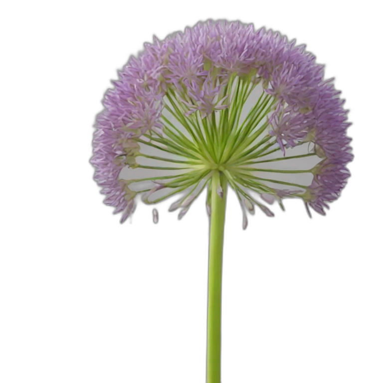 Allium cepa emoji
