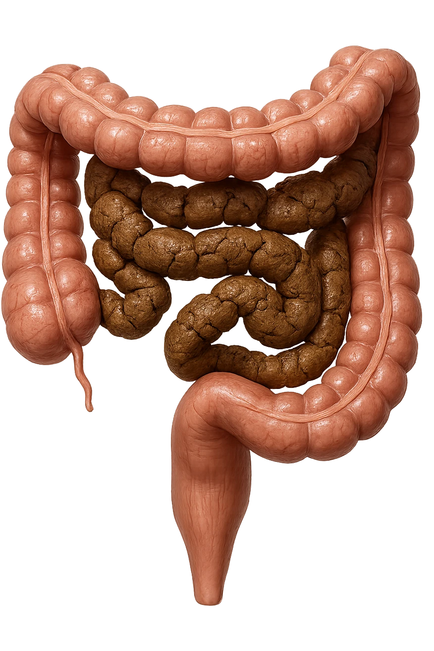 intestino umano anatomico realistico con feci spezzettate iperrealistiche nel colon emoji