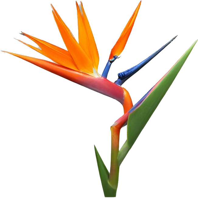 Strelitzia  emoji
