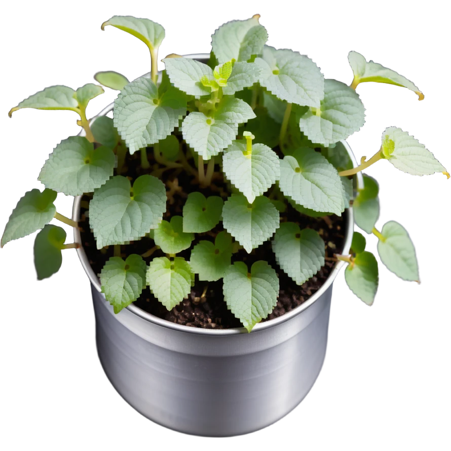 Young sprouts of Plectranthus Verticillatus with perfectly circular coin-shaped leaves in a silver metallic pot emoji