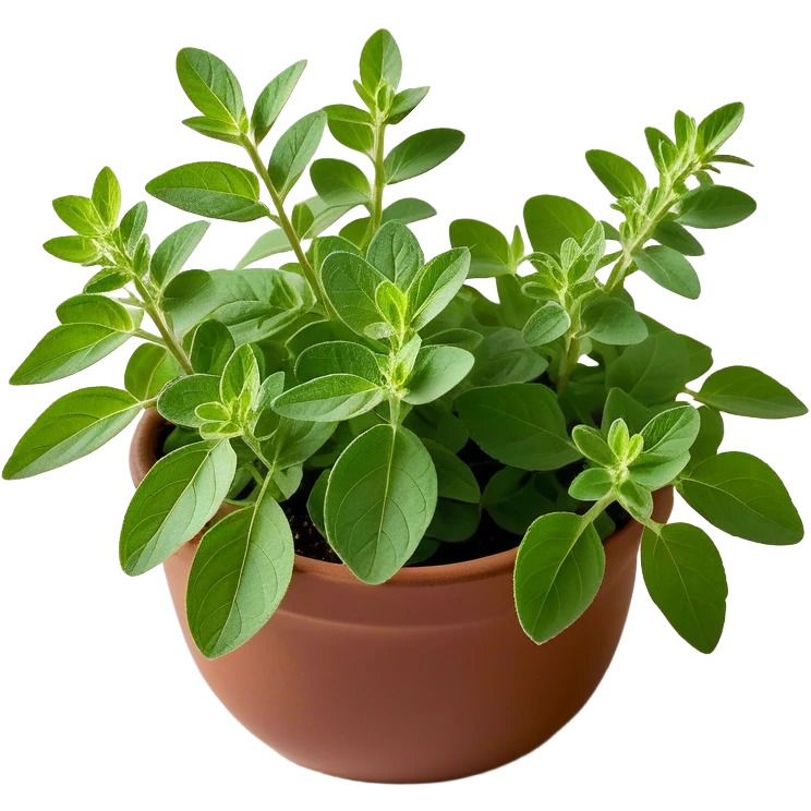 Cinematic Realistic Oregano Emoji, Bold and aromatic, with dark green leaves that radiate flavor and warmth. The plant’s rounded leaves create a lush, hearty growth, while the distinct scent invites comfort and coziness. Soft glowing outline, capturing the essence of bold flavor and herbal richness in a sprig of oregano! emoji