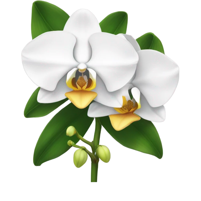 classic white orchid with yellowish core with buds and leaves emoji