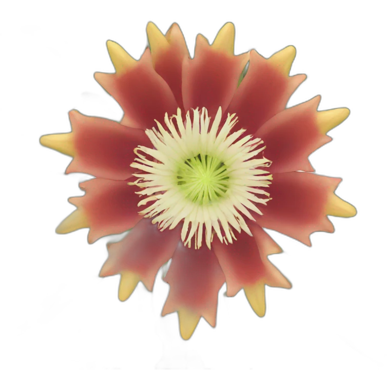 hylocereus flower emoji