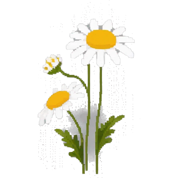 Chamomile emoji