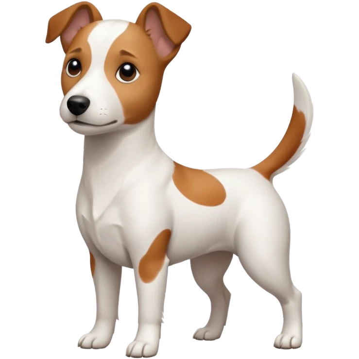 a fully white jack russell the size of a kelpie with floppy ears and a half white face emoji