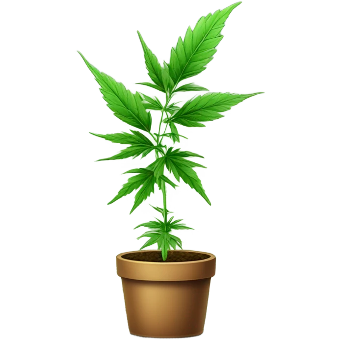  Potted Cannabis sativa tree proportionate emoji