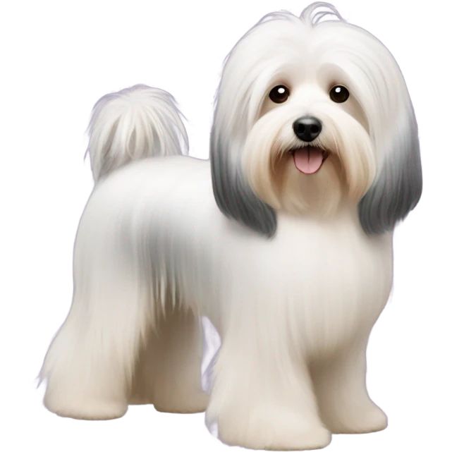 Side view of Havanese with long hair all the way down to the dogs feet at a dog show  emoji