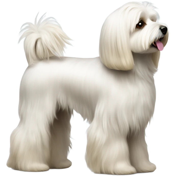 Side view of Havanese long har all the way down to the floor at a dog show  emoji