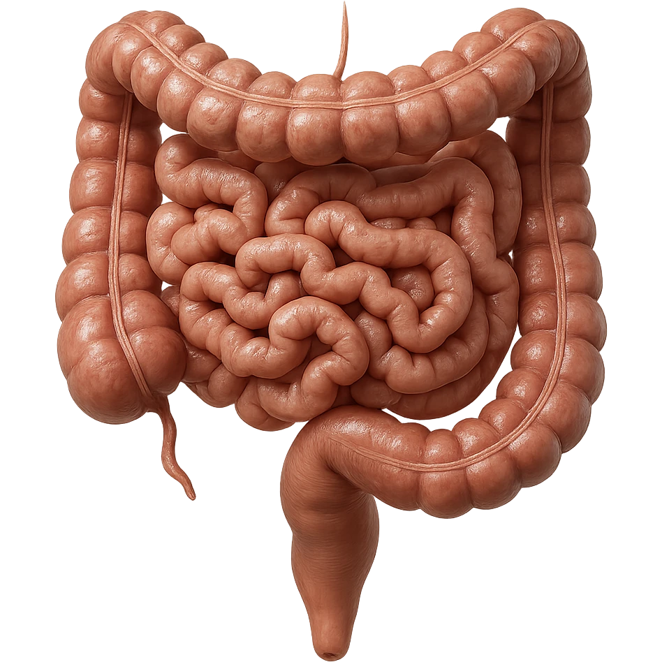 intestino umano anatomico iperrealistico 4k emoji