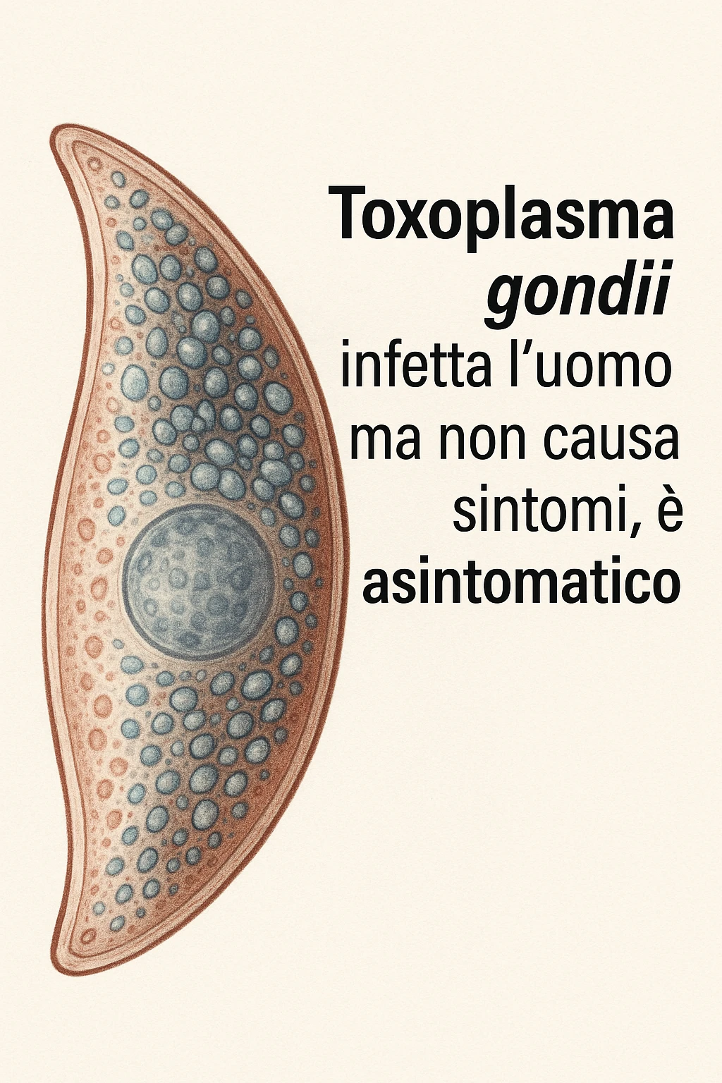 Toxoplasma gondii, infetta uomo ma non ha sintomi ed è asintomatico, tutto in italiano scritto emoji