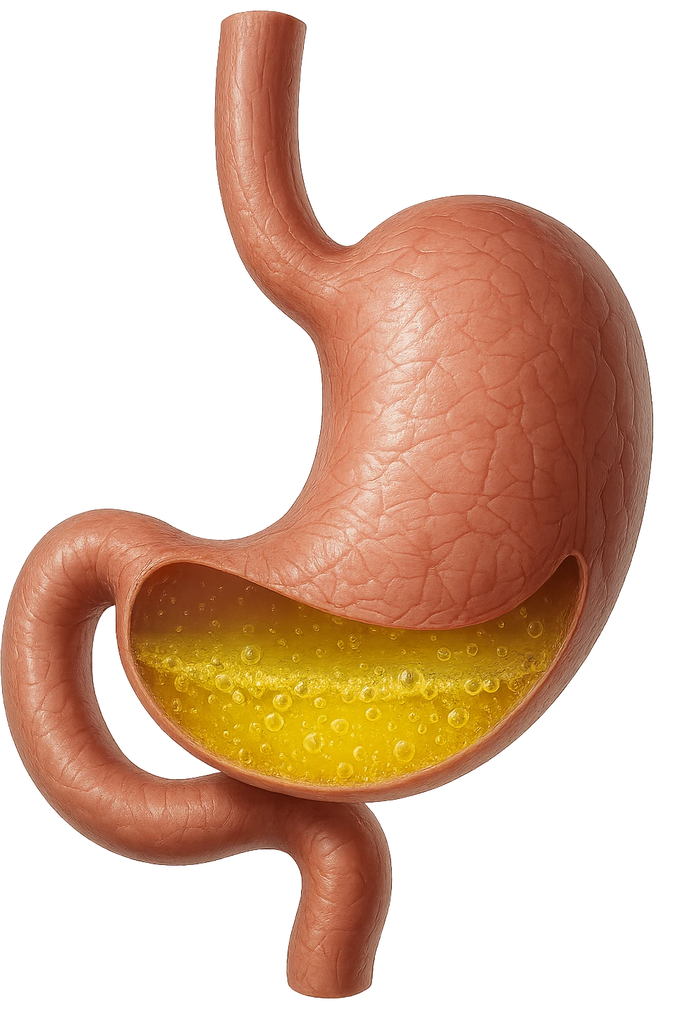 stomaco con acido giallo all'interno, iperrealistico, non disegnato emoji