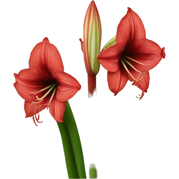 Amaryllis emoji