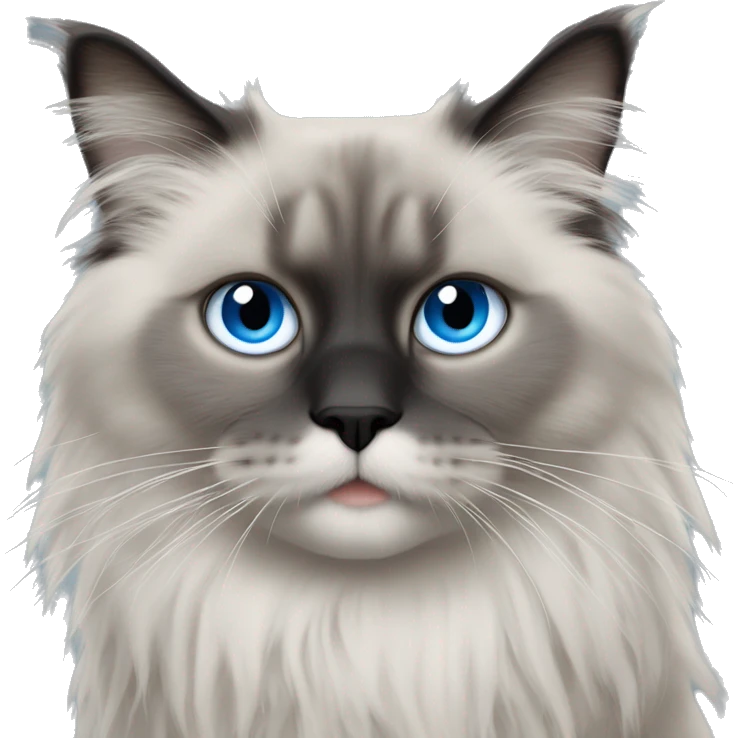 Light grey fluffy ragdoll kat with grey face and black nose with a white chin and blue eyes emoji style emoji