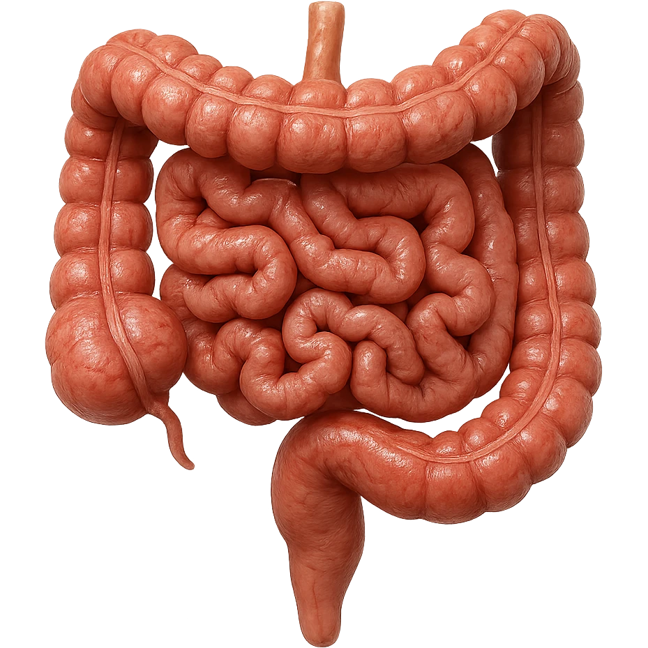 INTESTINO UMANO ANATOMICO REALISTICO emoji