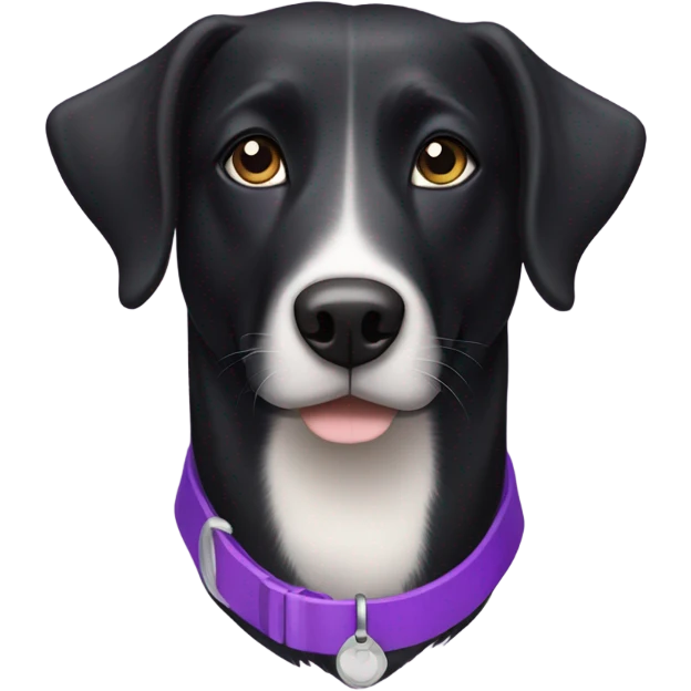 Black lab border collie mix with purple collar and light brown eyes emoji