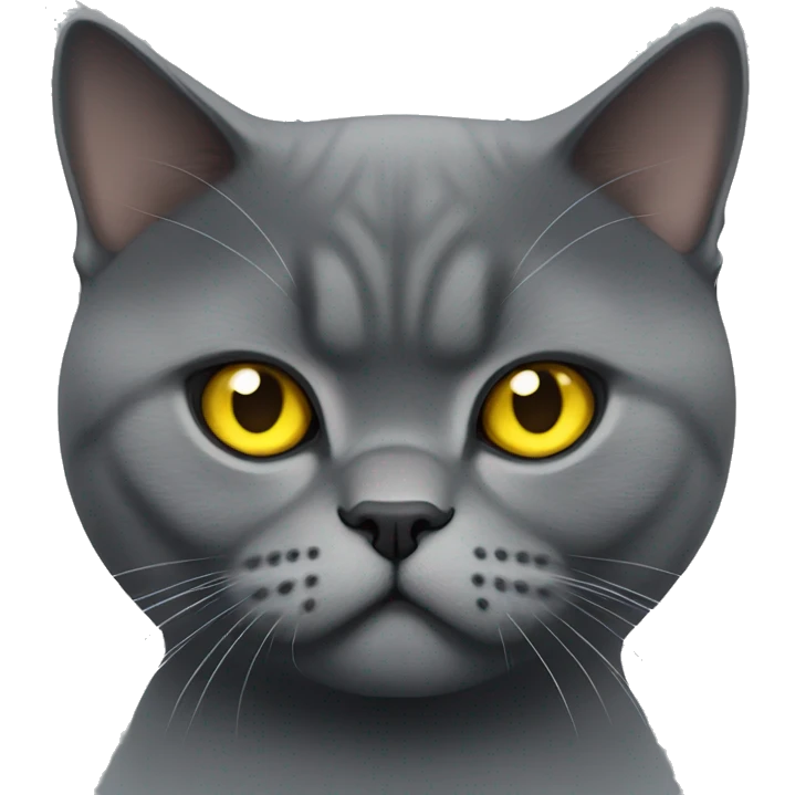 Dark gray angry British shorthair with yellow eyes  emoji