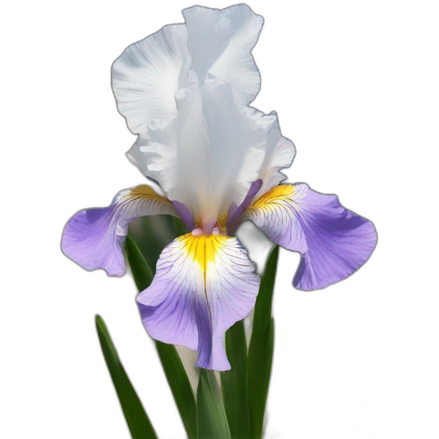 Iris flower on mount Olympus emoji