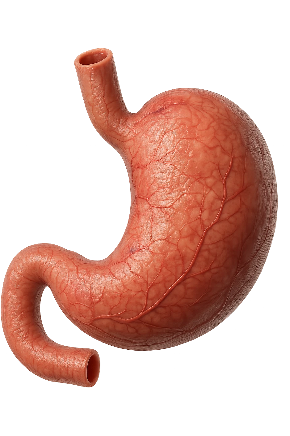 stomaco umano 3d emoji