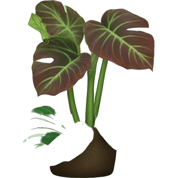 Alocasia Frydek  emoji