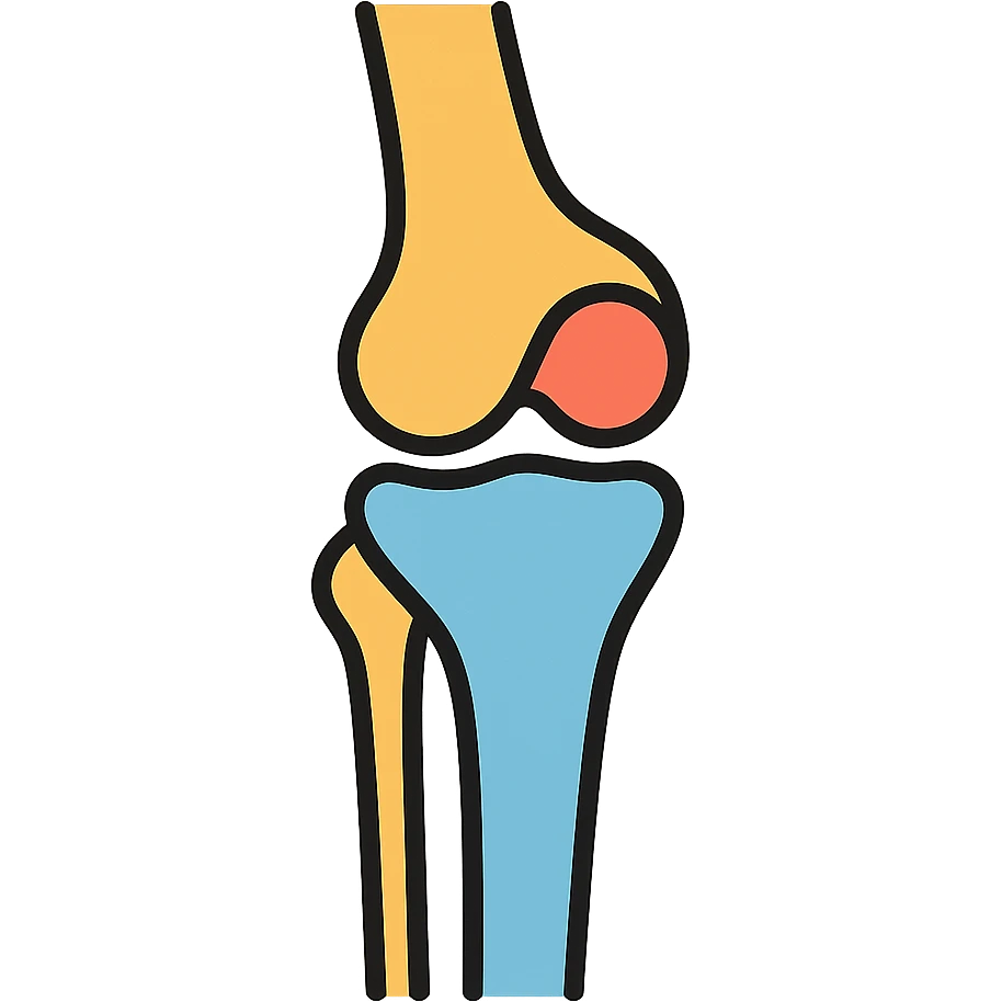 anatomical illustration of human knee joint bones showing femur, tibia, fibula and patella emoji