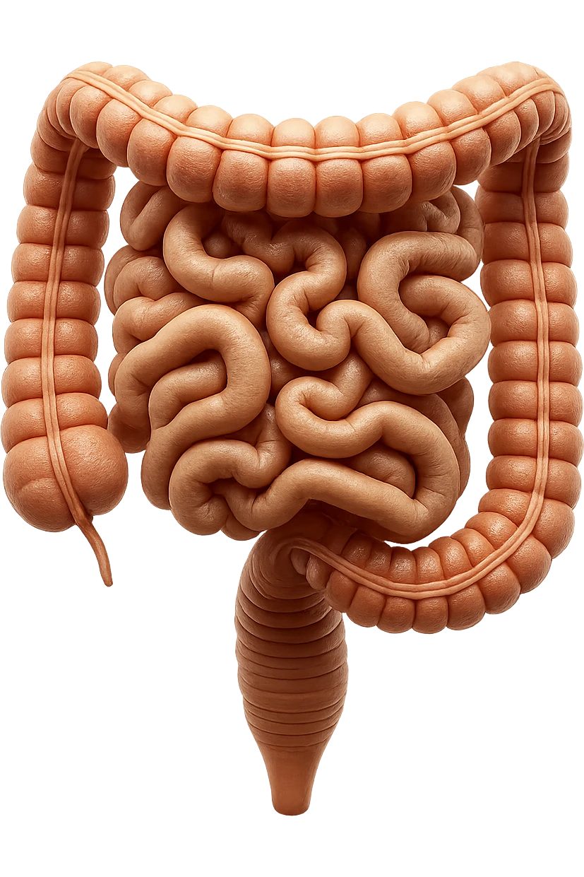 intestino umano anatomico realistico iperrealistico 4k emoji