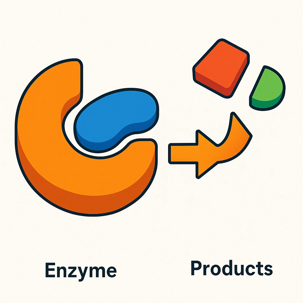 Ultra-detailed scientific illustration  (like in a school book) of enzyme digestion. Macro molecular view, clean white background, no text, no human figures or cartoon characters. Purely biological focus. emoji