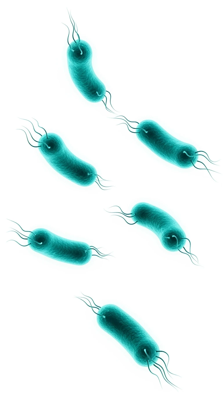 6 BATTERI INTESTINALI TURCHESI FLUTTUANO IN ARIA IN 4K, SFONDO BIANCO emoji