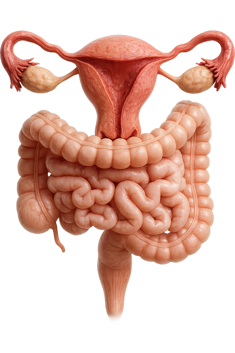 UTERO UMANO ANATOMICO COLLEGATO AD INTESTINO, iperrealistico 4k, SFONDO BIANCO emoji
